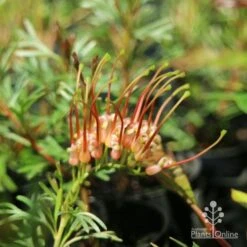 Grevillea Red Wings -Garden Plant Store redwings fully open flower