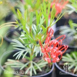 Grevillea Red Wings -Garden Plant Store redwings tubestck