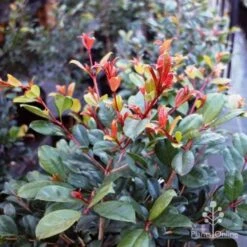 Syzygium Resilience - Lilly Pilly 14 Syzygium Resilience - Lilly Pilly -Garden Plant Store resilience leaf colour