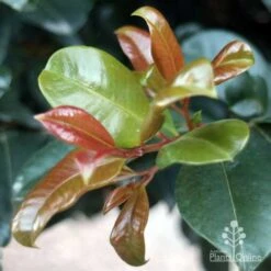 Syzygium Resilience - Lilly Pilly 16 Syzygium Resilience - Lilly Pilly -Garden Plant Store resilience leaf colours