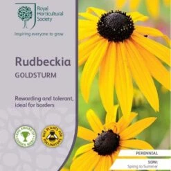 Rudbeckia - Seed -Garden Plant Store rhs rudbeckia