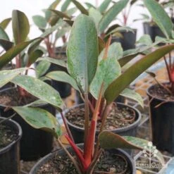 Philodendron Rojo Congo -Garden Plant Store rojo congo large size