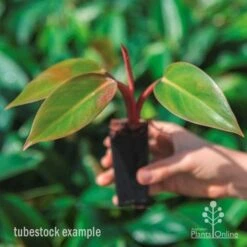 Philodendron Rojo Congo -Garden Plant Store rojo congo tube in hand