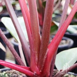 Philodendron Rojo Congo -Garden Plant Store rojo stem colour