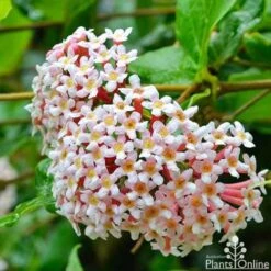 Rondeletia Amoena -Garden Plant Store rondeletia amoena