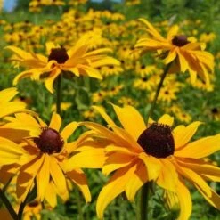Rudbeckia - Seed
