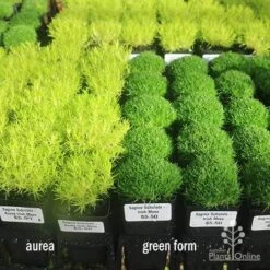 Sagina Subulata Aurea – Scotch Moss -Garden Plant Store sagina compare