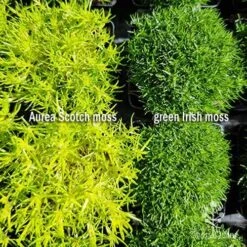 Sagina Subulata Aurea – Scotch Moss -Garden Plant Store sagina comparison 2