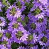 Scaevola Purple Fanfare - Fan Flower