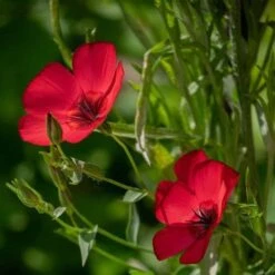 Flax Scarlet - Seed -Garden Plant Store scarlet flax 1
