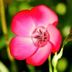 Flax Scarlet - Seed -Garden Plant Store scarlet flax 2