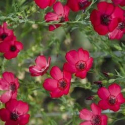 Flax Scarlet - Seed -Garden Plant Store scarlet flax 4