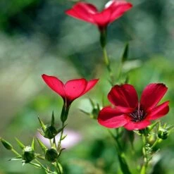 Flax Scarlet - Seed -Garden Plant Store scarlet flax 5