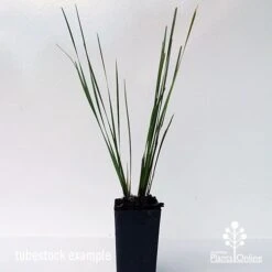 Lomandra SHARA -Garden Plant Store shara tubestock