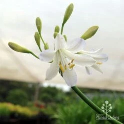 Agapanthus Silver Baby -Garden Plant Store silver baby agapanthus below