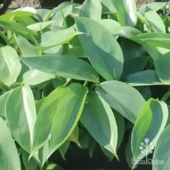 Philodendron Silver Sword 10 Philodendron Silver Sword -Garden Plant Store silver sword in nusery