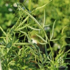 Pteris - Slender Brake Fern -Garden Plant Store slender brake img 5305