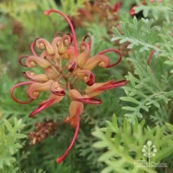 Grevillea Soopa Doopa -Garden Plant Store sooper dooper buds