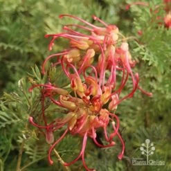 Grevillea Soopa Doopa -Garden Plant Store sooper dooper two