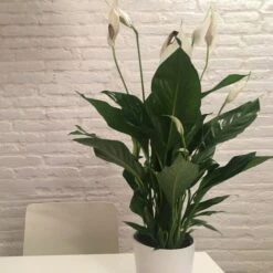 Spathiphyllum Maracay - Peace Lily -Garden Plant Store spathi indoors