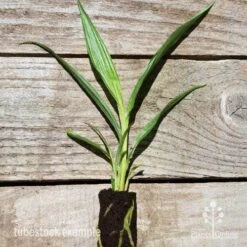 Garden Plant Store -Garden Plant Store spathoglottis far out freckles 2 1