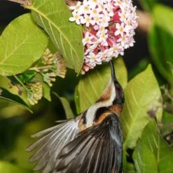 Rondeletia Amoena -Garden Plant Store spine bill rondeletia