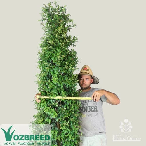 Syzygium Straight And Narrow - Lilly Pilly 1 Syzygium Straight And Narrow - Lilly Pilly