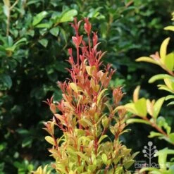 Syzygium Straight And Narrow - Lilly Pilly 9 Syzygium Straight And Narrow - Lilly Pilly -Garden Plant Store straight and narrow new leaf colour