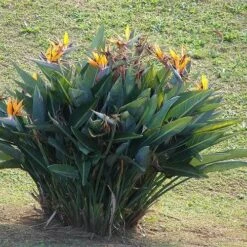 Strelitzia Reginae - Bird Of Paradise -Garden Plant Store strelitzia reginae mature