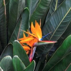 Strelitzia Reginae - Bird Of Paradise -Garden Plant Store strelitzia and leaves 500 1