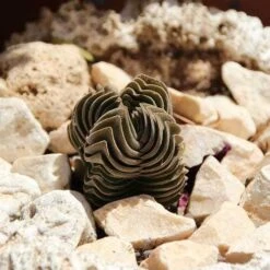 Crassula Buddha’s Temple - Succulent -Garden Plant Store succulent buddhas temple