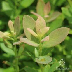 Blueberry Sunshine Blue -Garden Plant Store sunshine blue foliage