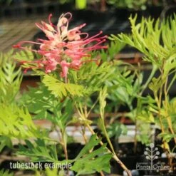 Grevillea Superb -Garden Plant Store superb tube