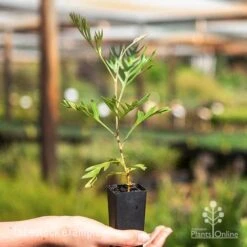 Garden Plant Store -Garden Plant Store superb tube 1