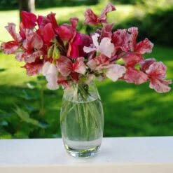 Sweet Pea Ripple Mix - Seed -Garden Plant Store sweet peas flickr julie