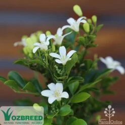 Murraya Sweet Privacy 12 Murraya Sweet Privacy -Garden Plant Store sweet privacy flowers