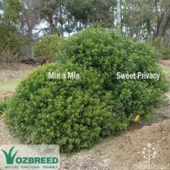 Murraya Sweet Privacy 16 Murraya Sweet Privacy -Garden Plant Store sweet privacy min a min compare