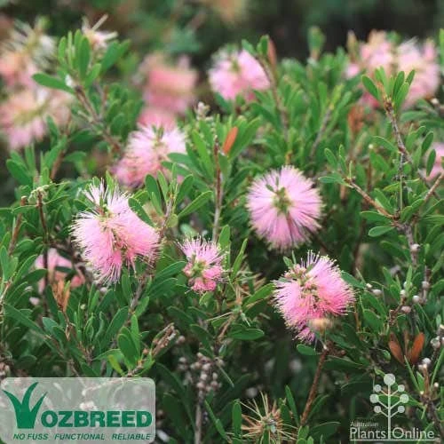 Callistemon Sweet Burst 1 Callistemon Sweet Burst