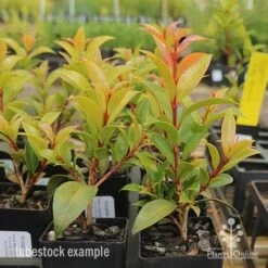 Syzygium Bush Christmas - Lilly Pilly -Garden Plant Store syzygium bush christmas tubestock plants