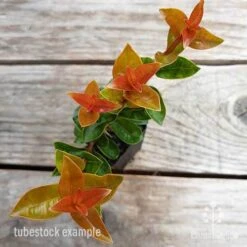 Syzygium Orange Twist - Lilly Pilly -Garden Plant Store syzygium orange twist