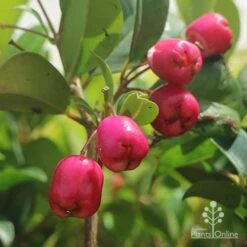 Syzygium Resilience - Lilly Pilly 15 Syzygium Resilience - Lilly Pilly -Garden Plant Store syzygium resilience berries