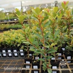 Syzygium Resilience - Lilly Pilly 17 Syzygium Resilience - Lilly Pilly -Garden Plant Store syzygium resilience tubestock tall