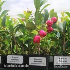 Syzygium Resilience - Lilly Pilly 12 Syzygium Resilience - Lilly Pilly -Garden Plant Store syzygium resiliencetubestock berries