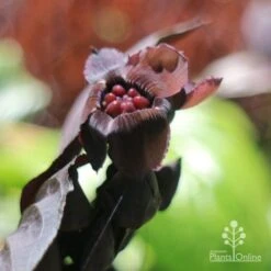 Bat Plant - Tacca -Garden Plant Store tacca flower closeup