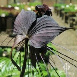 Bat Plant - Tacca -Garden Plant Store tacca in nursery back