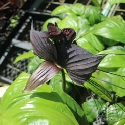 Bat Plant - Tacca -Garden Plant Store tacca in nursery top