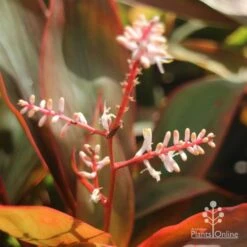 Cordyline Fruticosa Tangelo -Garden Plant Store tangelo cordyline flower