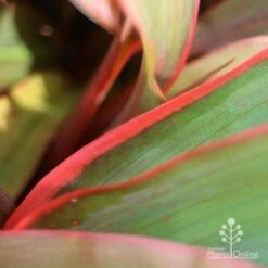 Cordyline Fruticosa Tangelo -Garden Plant Store tangelo leaf close