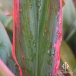 Cordyline Fruticosa Tangelo -Garden Plant Store tangelo leaf colour