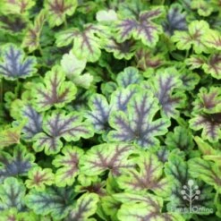 Heucherella Tapestry - Foamy Bells 18 Heucherella Tapestry - Foamy Bells -Garden Plant Store tapestry colour range 1